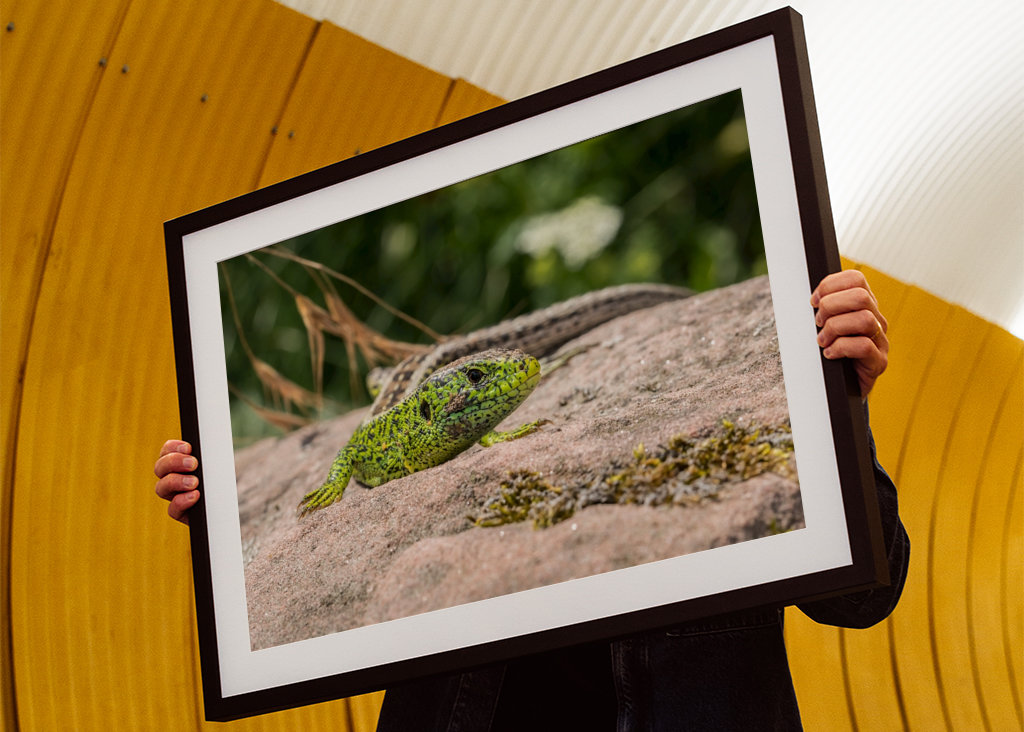 Ještěrka na slunci