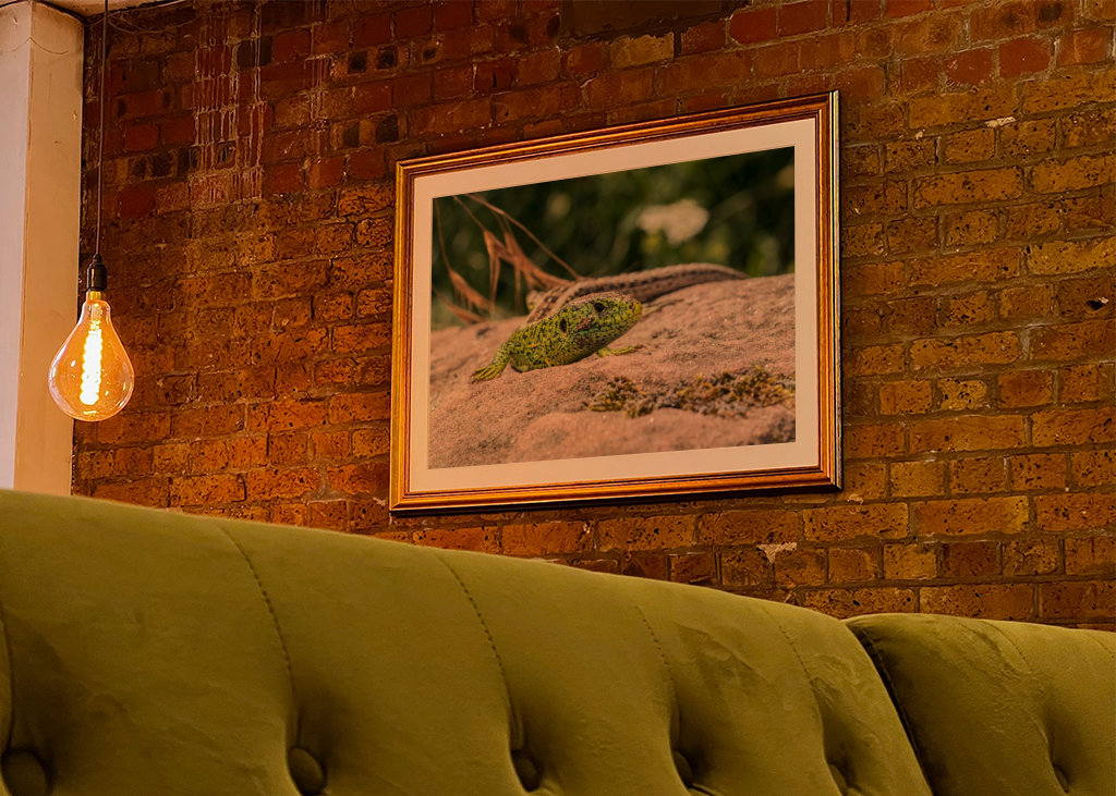 Ještěrka na slunci