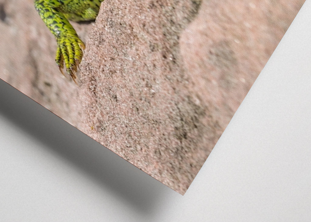 Ještěrka na slunci