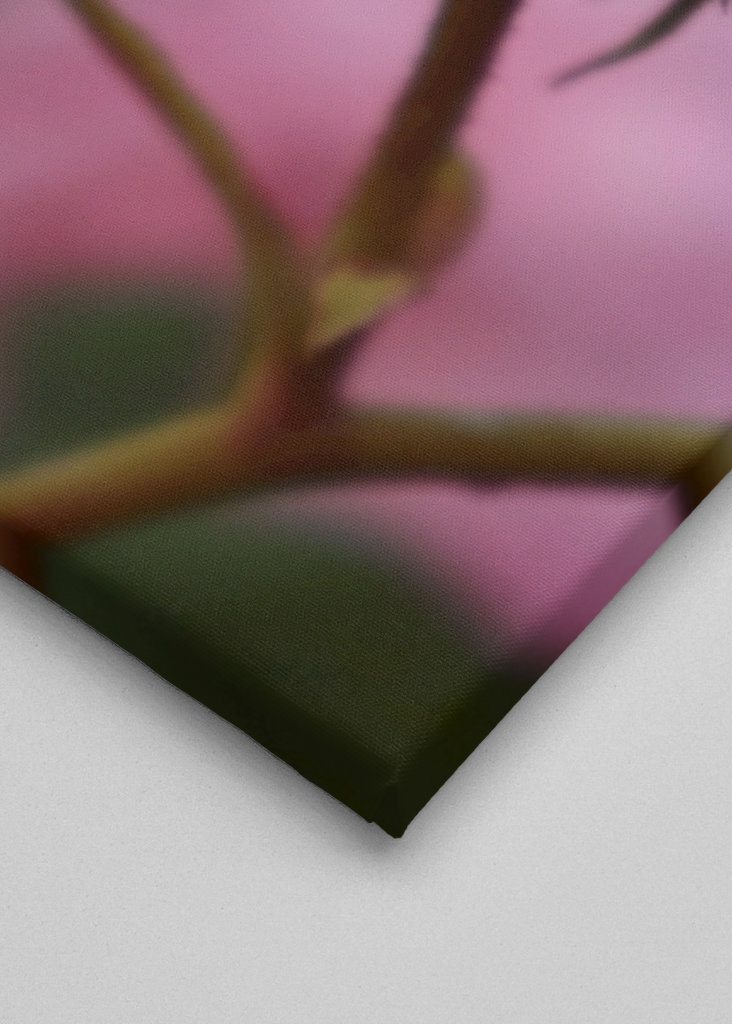 solo una flor rosada