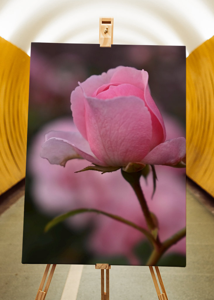 solo una flor rosada