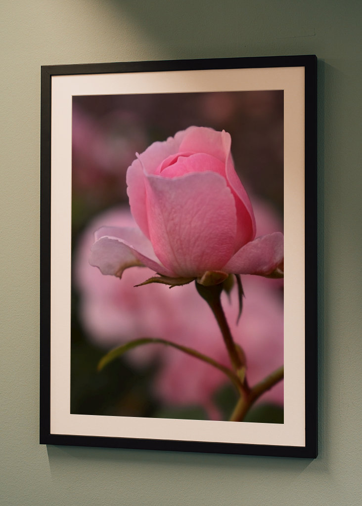 solo una flor rosada