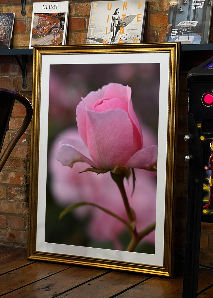 solo una flor rosada