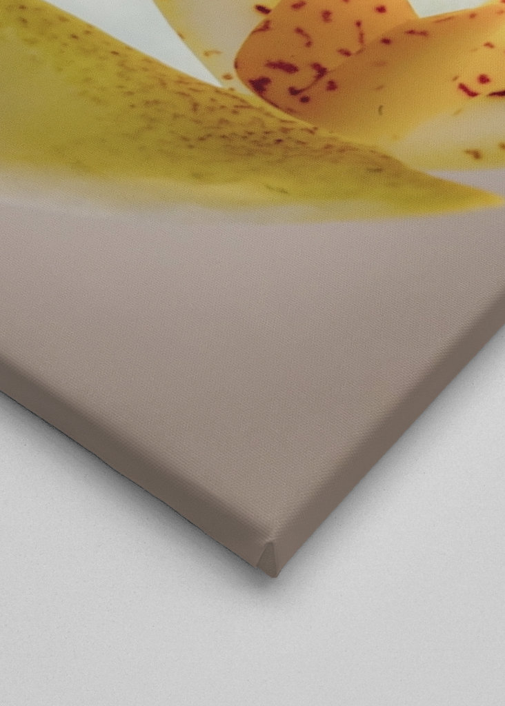 Tra petali di fiori bianchi