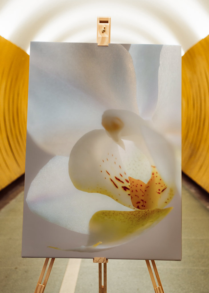 Tra petali di fiori bianchi