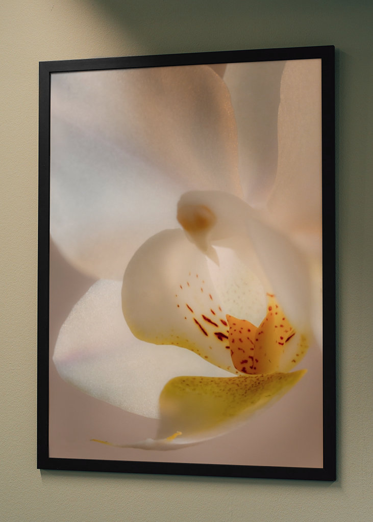 Tra petali di fiori bianchi