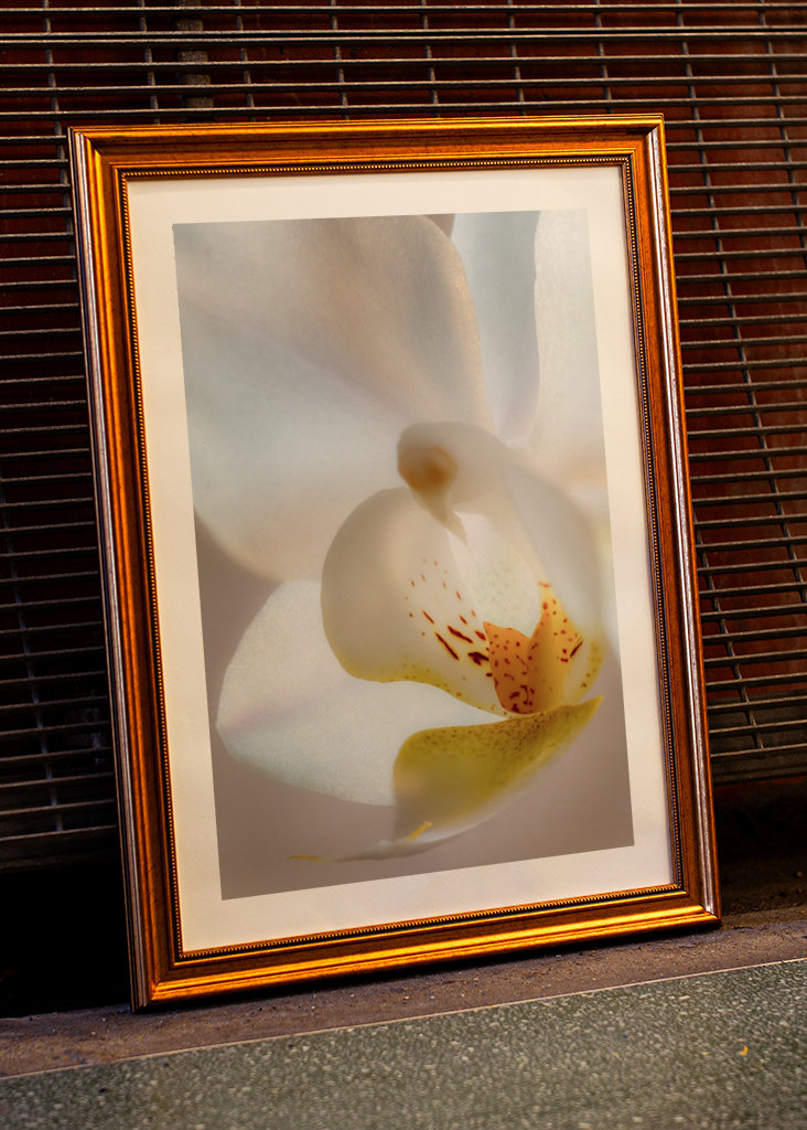 Tra petali di fiori bianchi
