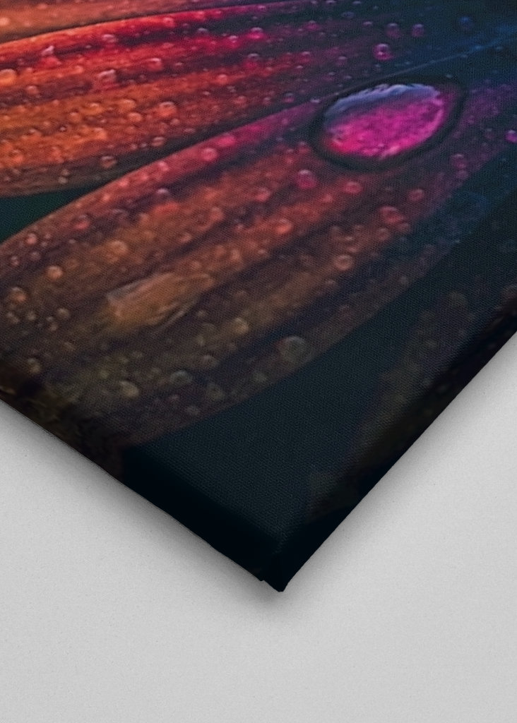 Španělská sedmikráska