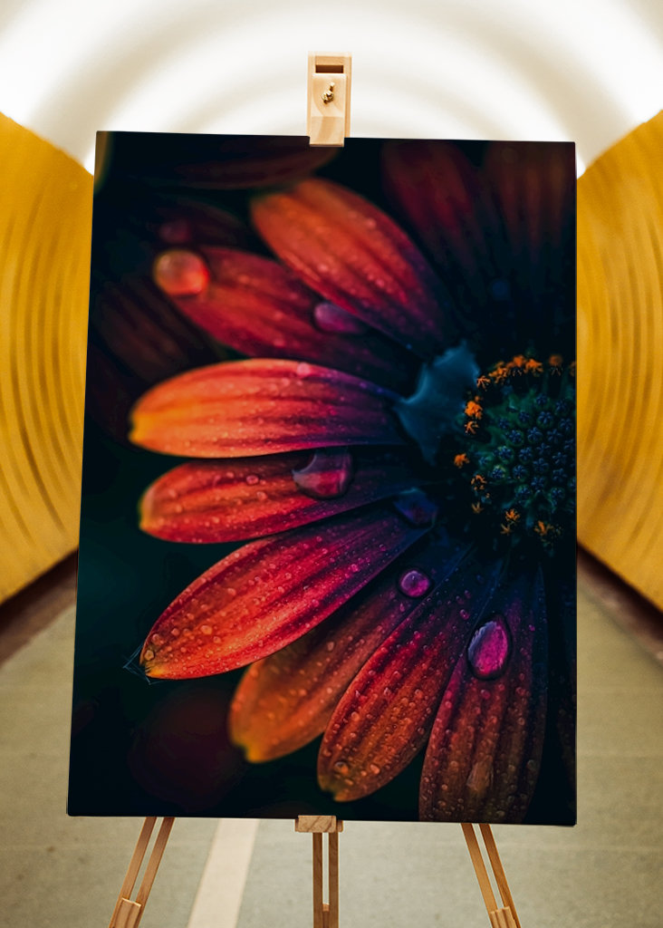 Španělská sedmikráska