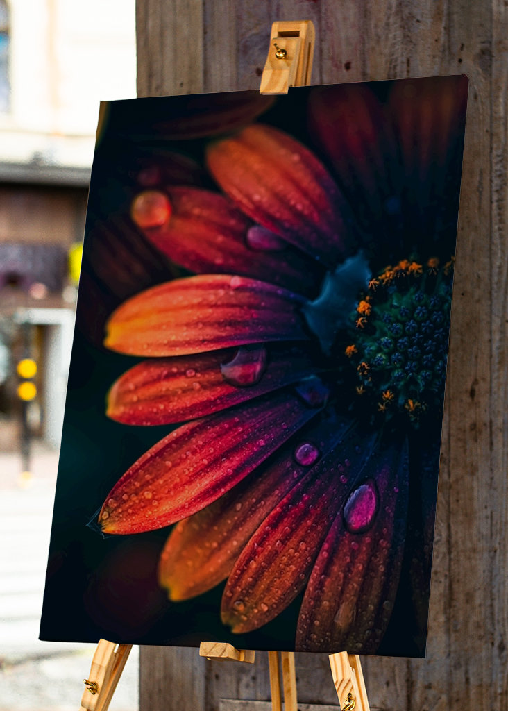 Španělská sedmikráska