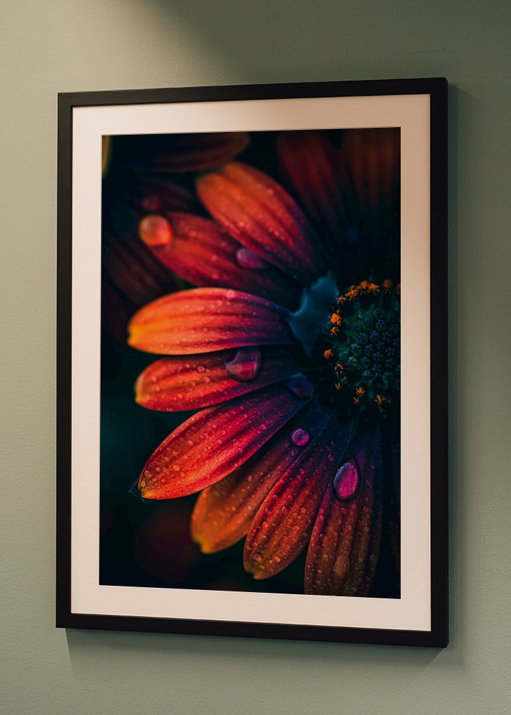 Španělská sedmikráska