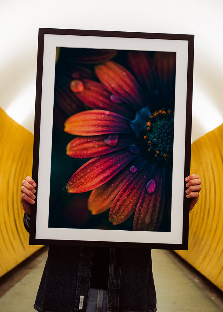 Španělská sedmikráska