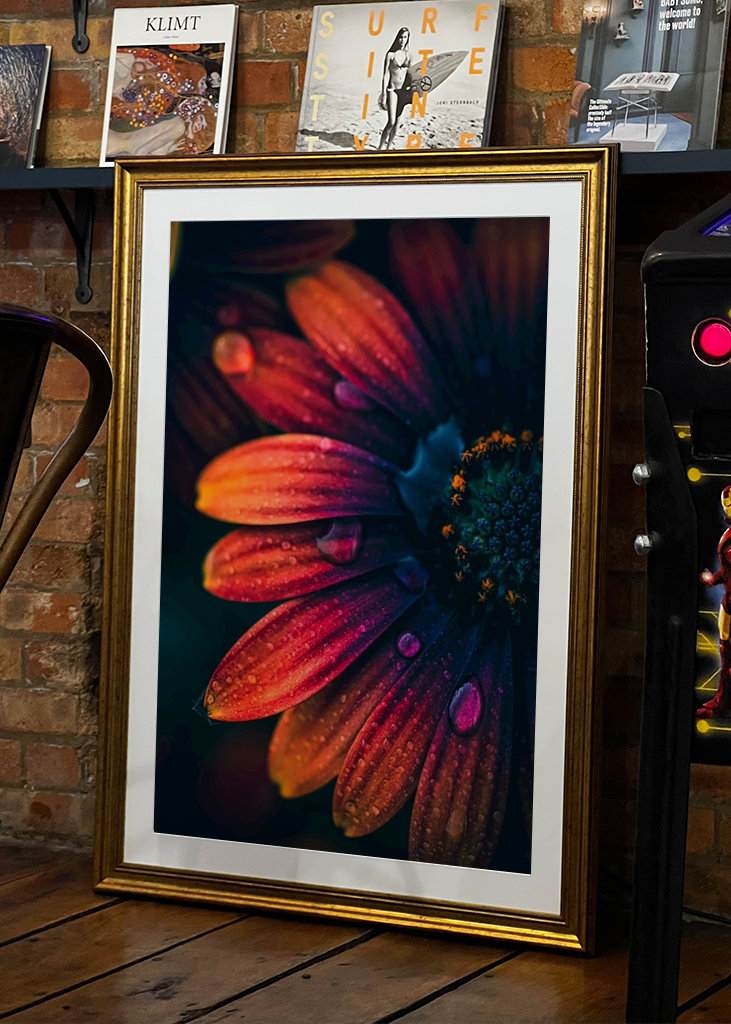 Španělská sedmikráska