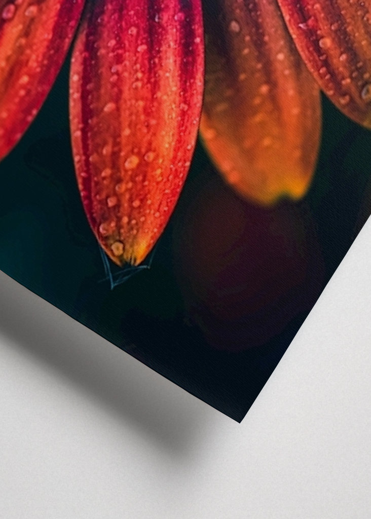 Španělská sedmikráska