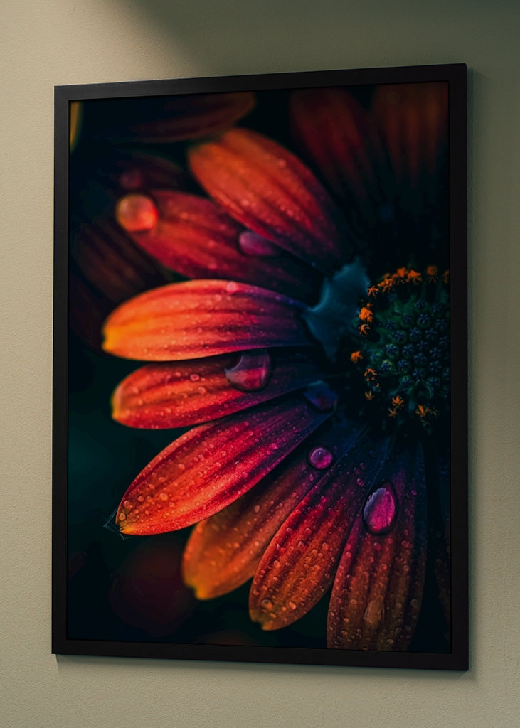 Španělská sedmikráska