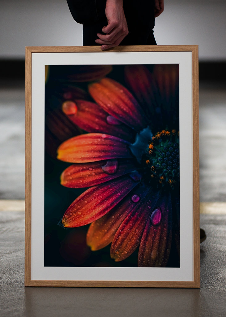 Španělská sedmikráska