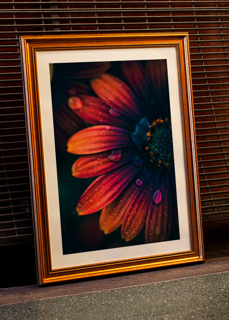 Španělská sedmikráska