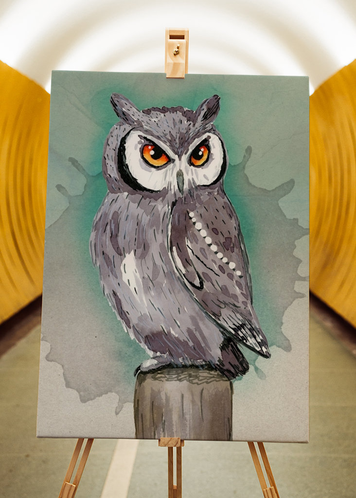 Northern white faced owl