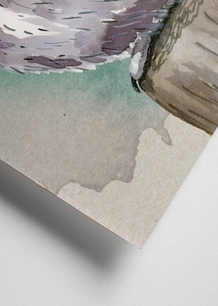 Northern white faced owl