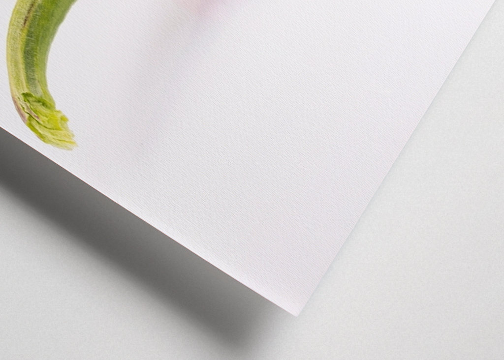 Pepperoni in front of white