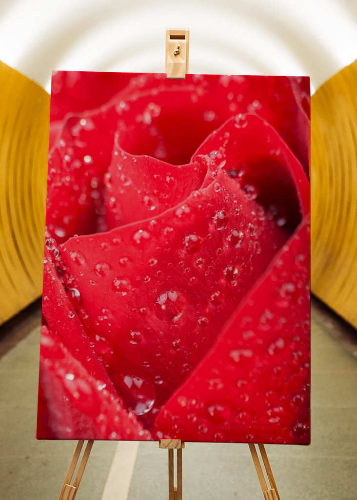 Pétales de rose rouge en gros plan