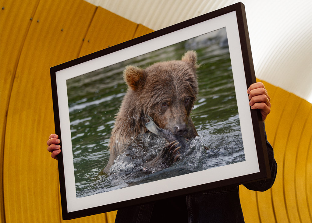 Brunbjørn jakter laks