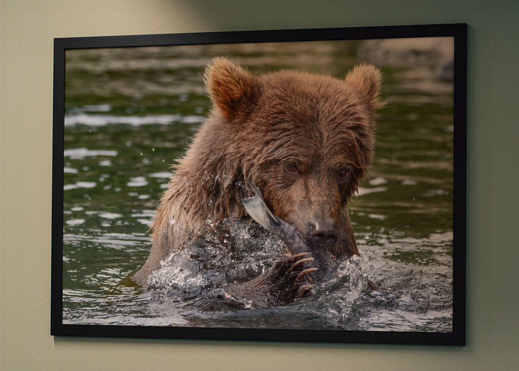 Brunbjørn jakter laks