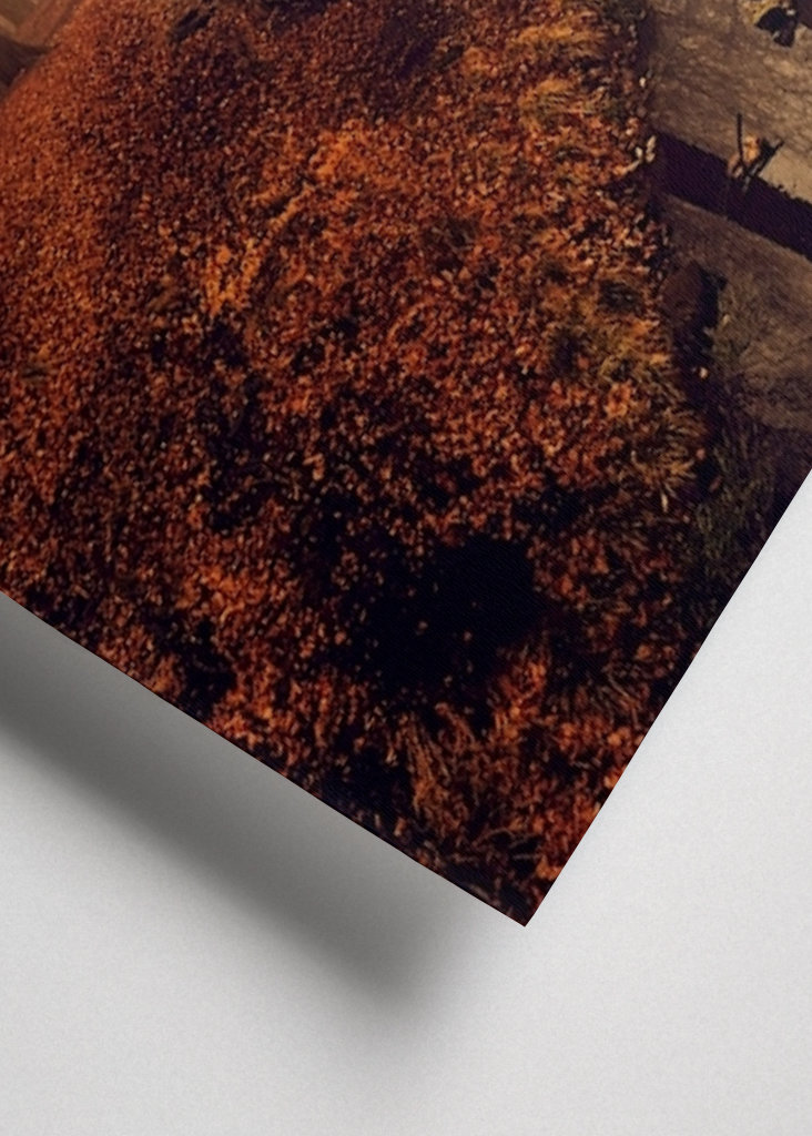 Forest Creek in Autumn