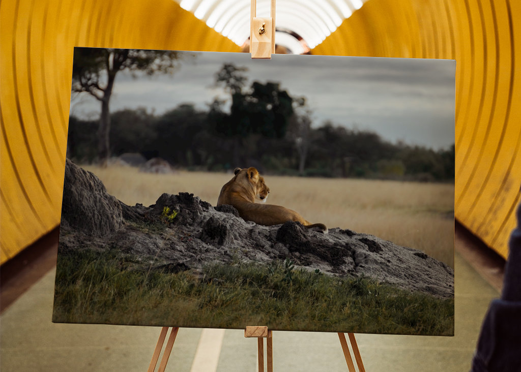 Lioness in the savannah