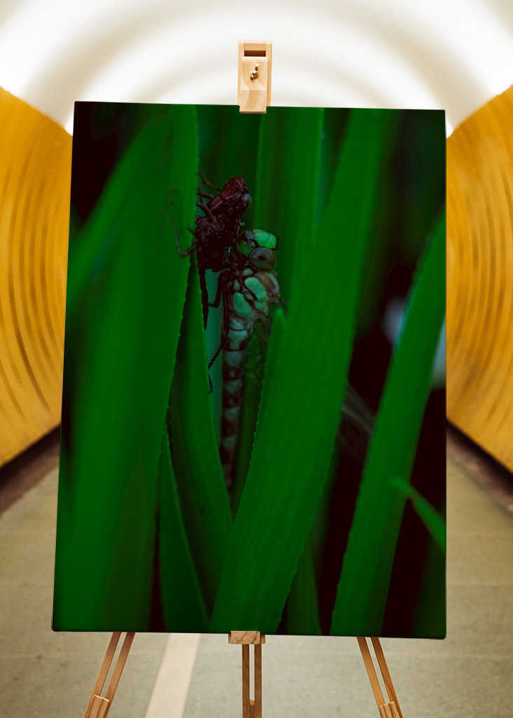 Líhnoucí se vážka