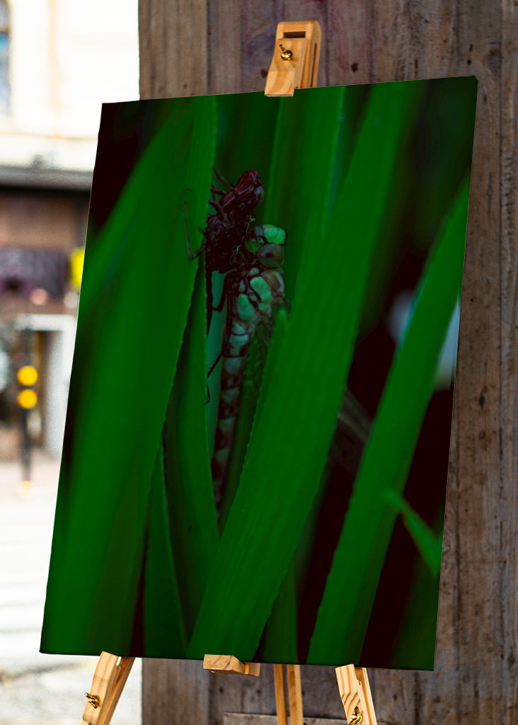 Líhnoucí se vážka