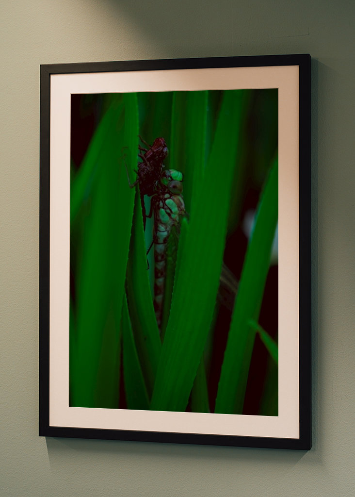 Líhnoucí se vážka