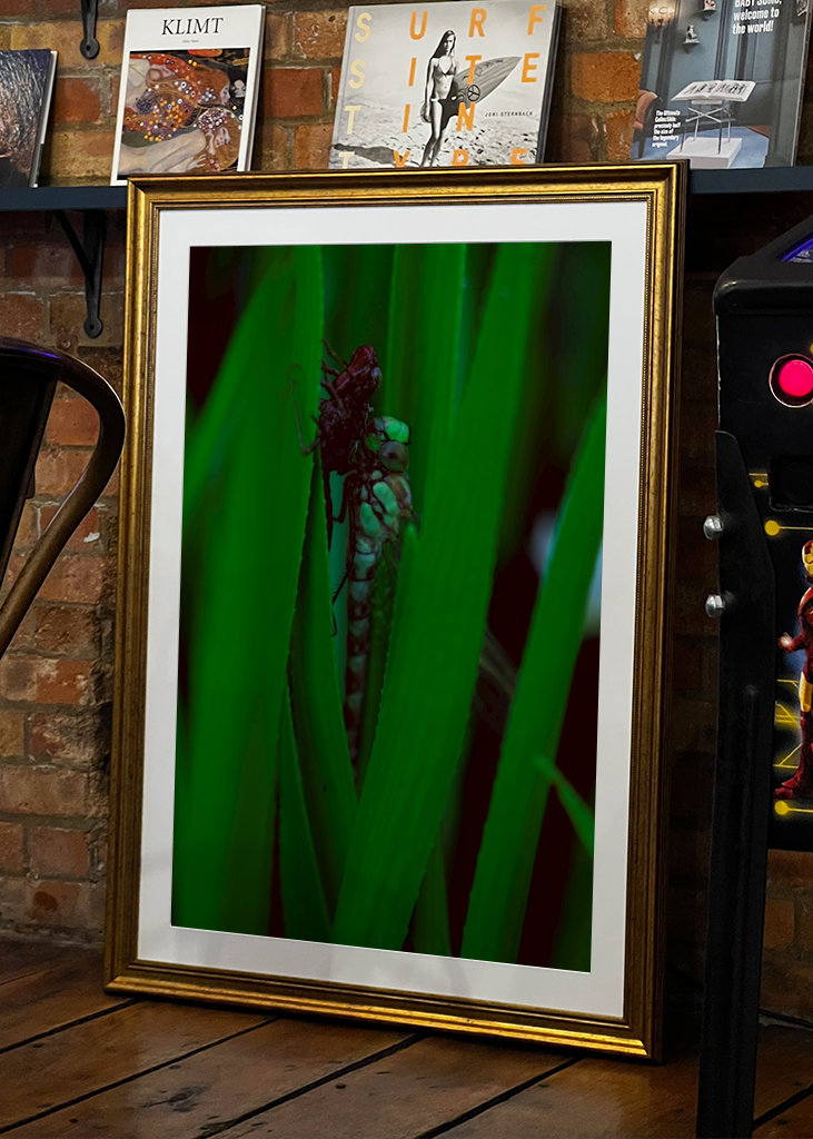 Líhnoucí se vážka