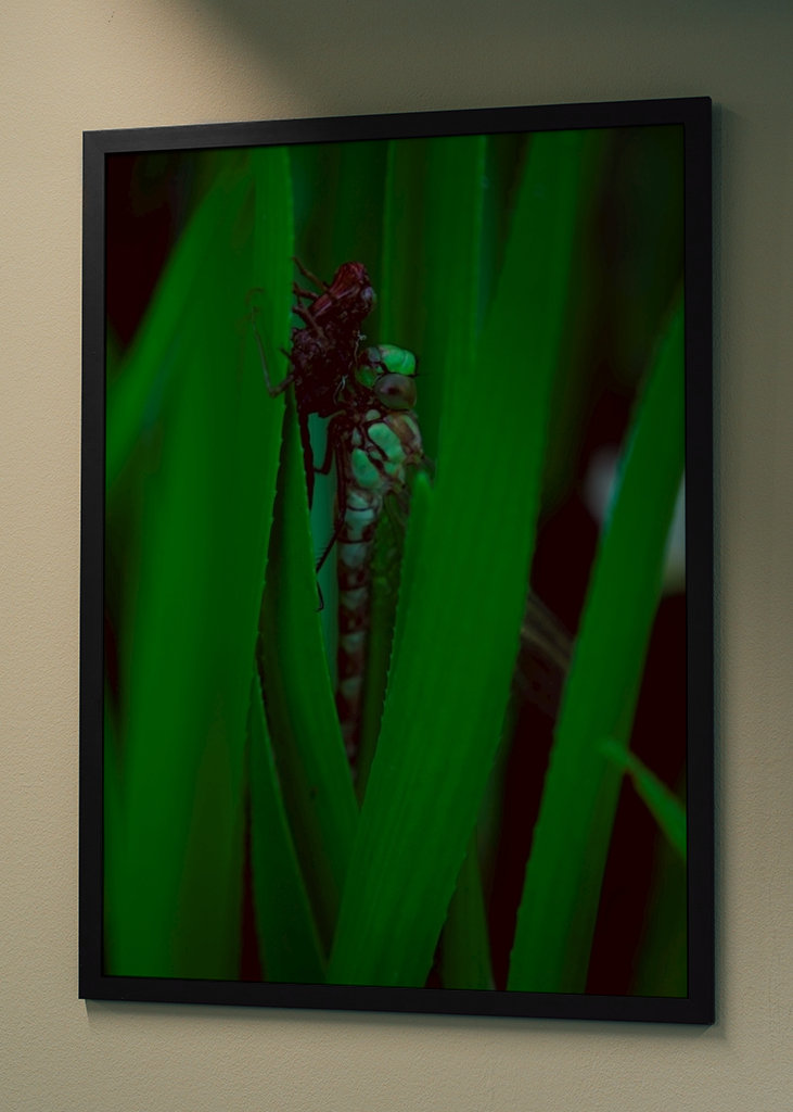 Líhnoucí se vážka