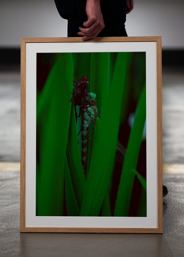 Líhnoucí se vážka