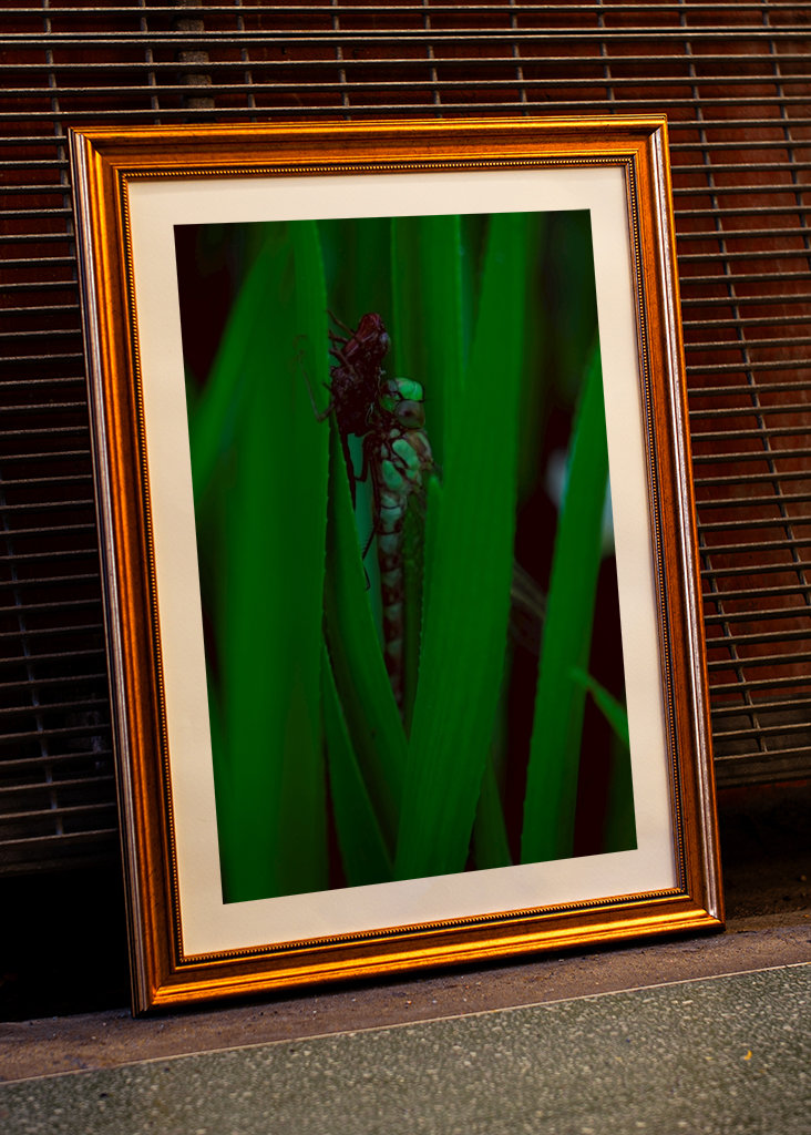 Líhnoucí se vážka