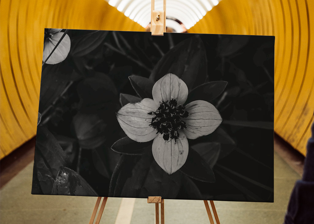 Cornel enano blanco y negro