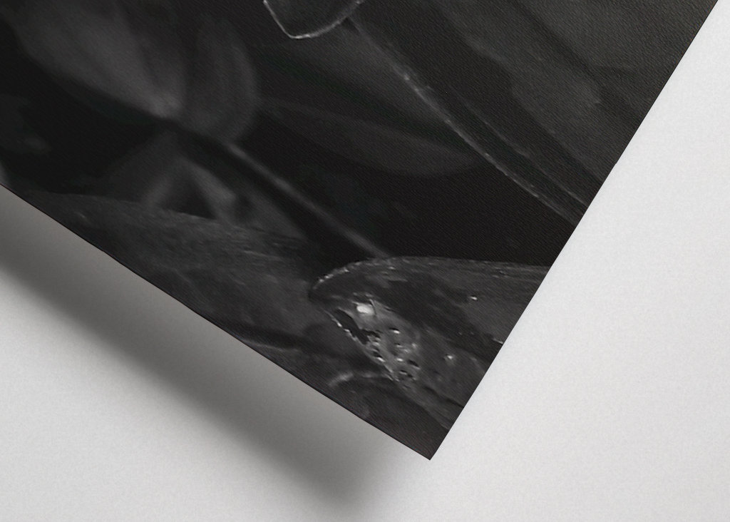 Cornel enano blanco y negro