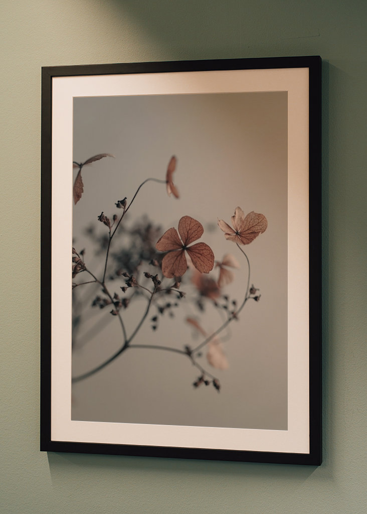 Getrocknete Hortensienblüten 03