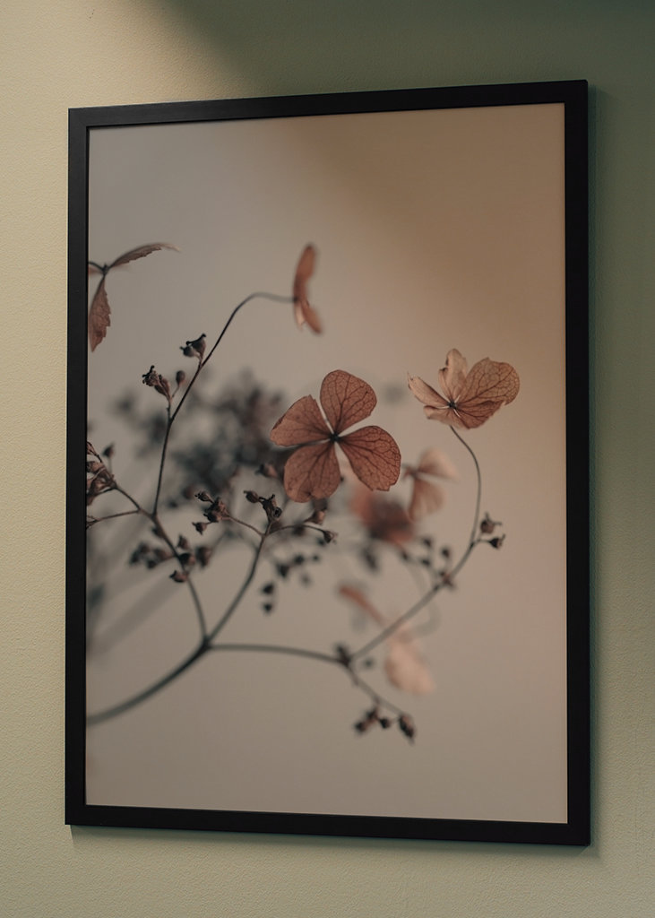 Getrocknete Hortensienblüten 03