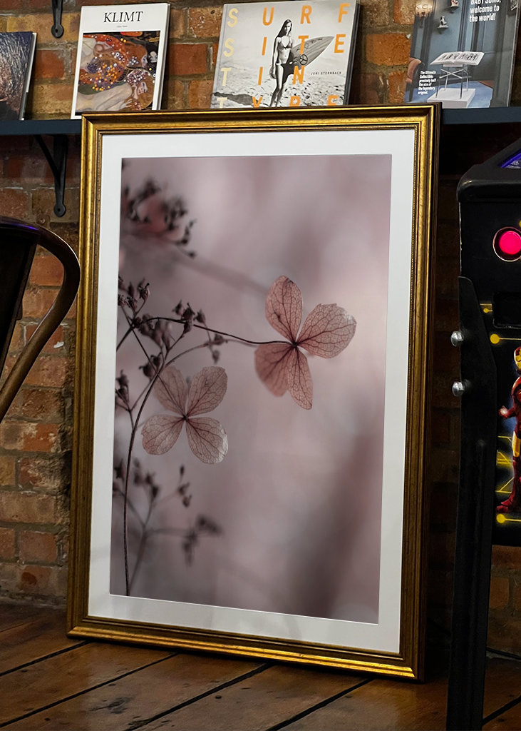 Getrocknete Hortensienblüten 02