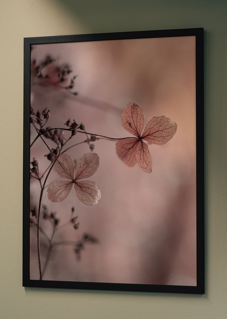 Getrocknete Hortensienblüten 02