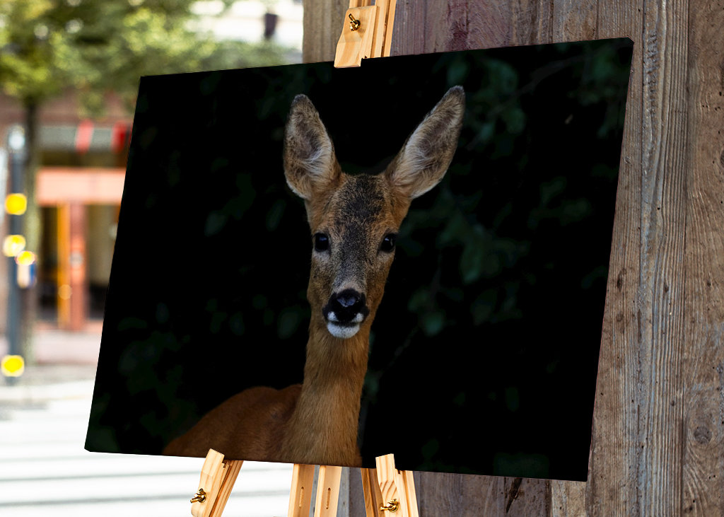 Roe Deer Portrait