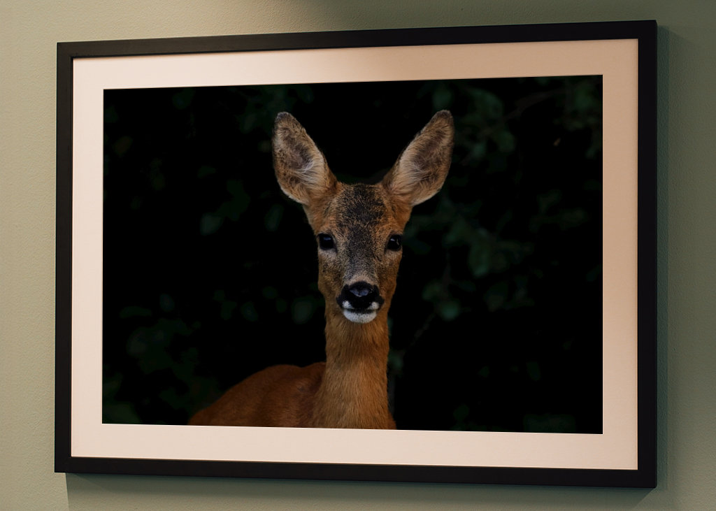 Roe Deer Portrait