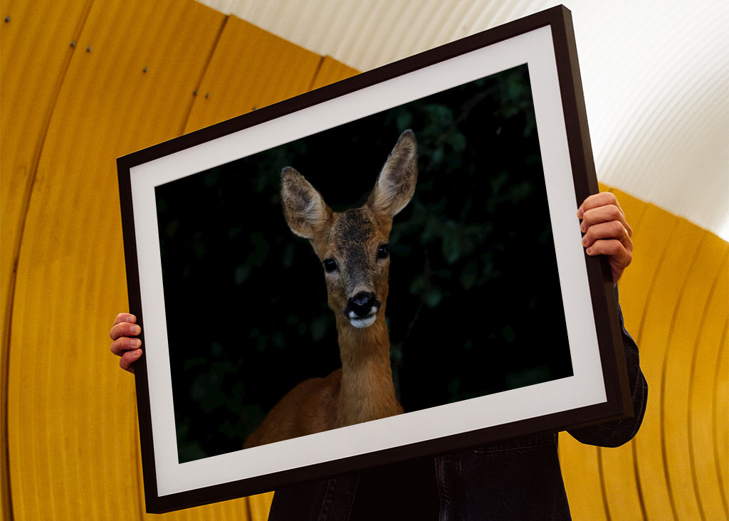 Roe Deer Portrait