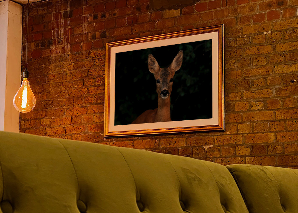 Roe Deer Portrait
