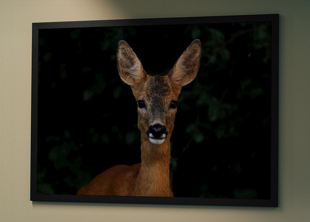 Roe Deer Portrait