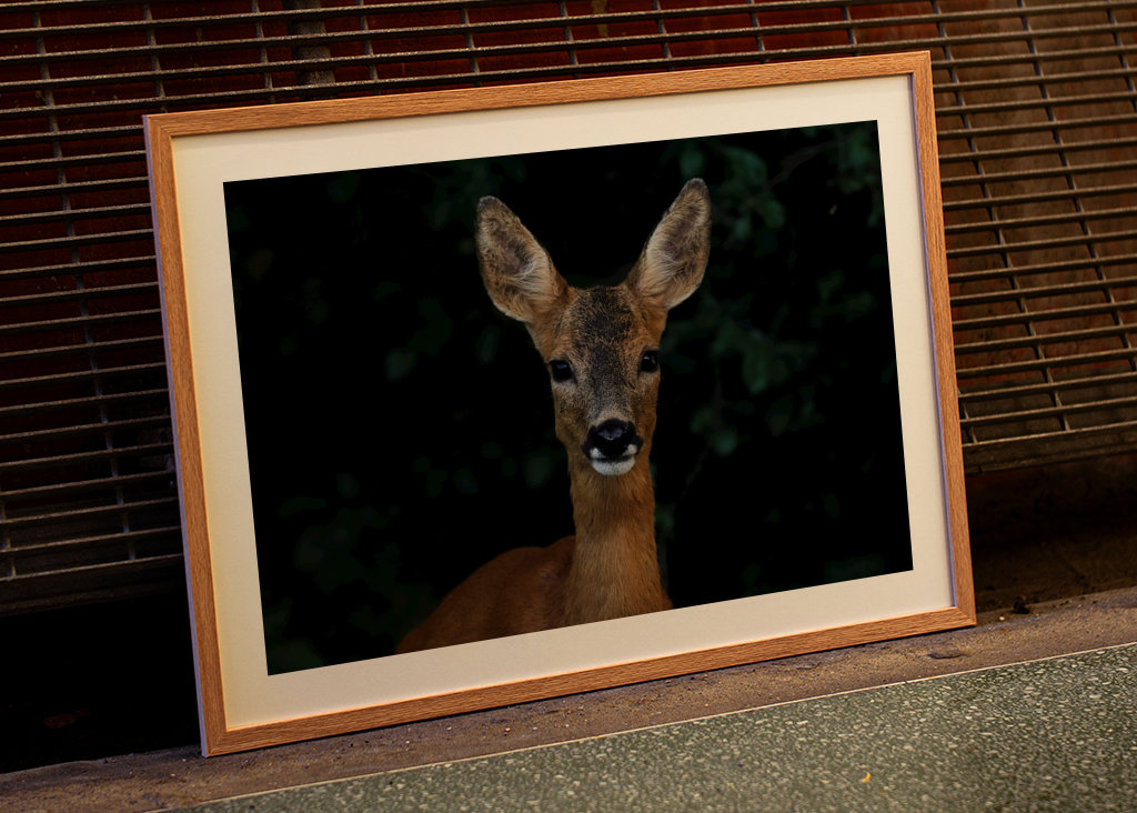 Roe Deer Portrait