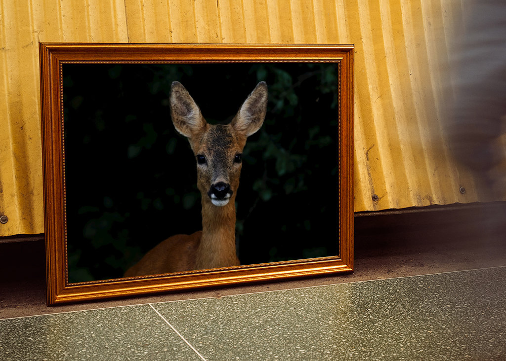 Roe Deer Portrait