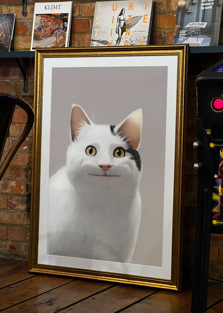 Zásady pro kočky - Meme